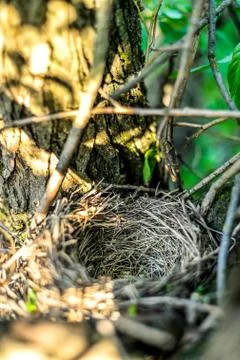 Close up empty birds nest in the tree Foto stock
