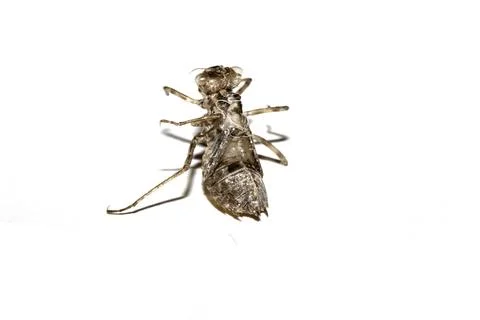 Close up of an empty dragonfly nymph shell on a white background Stock Photos