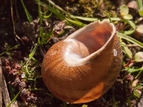 Close up of an empty snail shell outside on the ground brown detail macro Stock Photos