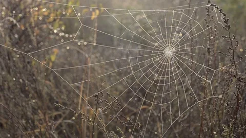 A close-up of an empty sparkling spider web in a morning field. Stock Footage 122732609