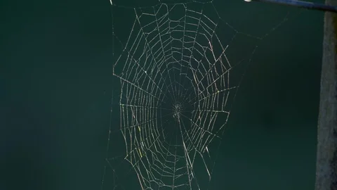 Close up of empty spider web in early moring sun Stock Footage 94832260