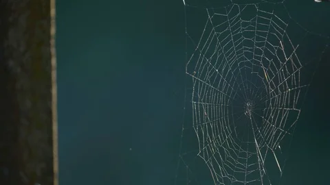 Close up of empty spider web in early moring sun Stock Footage 94832412