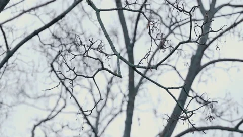 Close up off empty tree branches in the winter . branches without leaves sway in Vidéo 235556478