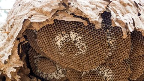 Close up of an empty wasp nest. Stock Photos