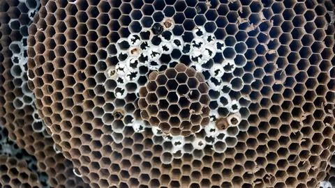 Close up of an empty wasp nest. Stock Photos