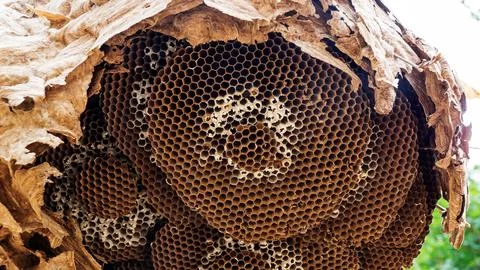 Close up of an empty wasp nest. Stock Photos