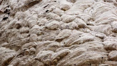 Close up of an empty wasp nest. Stock Photos