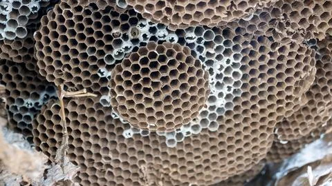 Close up of an empty wasp nest. Stock Photos