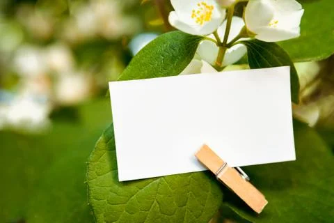 Close up of empty white paper on leaf Stock Photos
