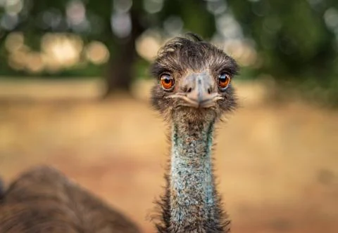 Close-up of an emu bird looking at the camera Stock Photos