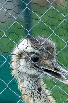 Close-up of an emu in captivity, standing behind a metal fence with green g.. Stock Photos