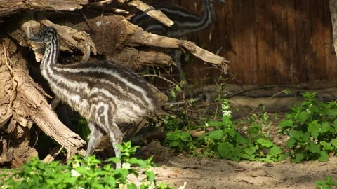 Close up Emu chicks Stock Footage 272505229