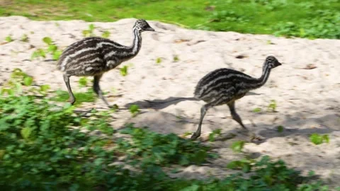 Close up Emu chicks Stock Footage 272505700