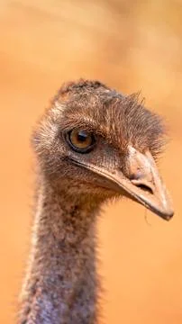 Close Up Of An Emu Face Stock Photos