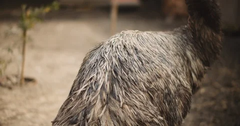 Close up of Emu at the farm, bokeh background. BMPCC 4K Stock Footage 125569253