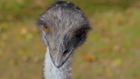 Close up of emu Stock Footage 218982777