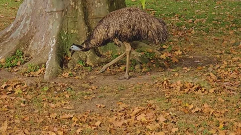 Close up emu Stock Footage 253056416