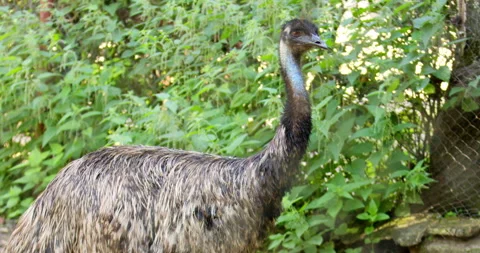 Close-Up of Emu, Graceful Flightless Bird Stock Footage 255937216
