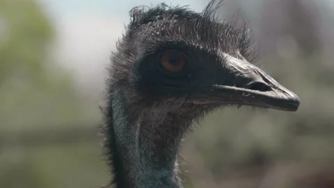 Close Up of Emu Head Stock Footage 137033057