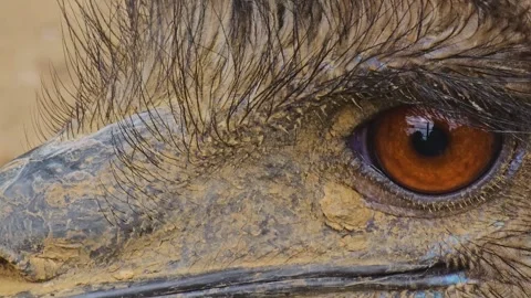 Close up Emu head  Stock-Footage 245044619