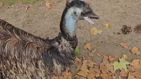 Close up of a Emu head  Stock Footage 252642951