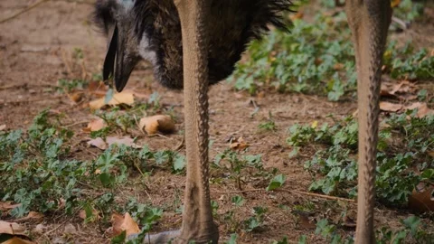 Close up of a Emu head  Video stock 252701513