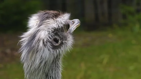 Close up of a Emu head Stock Footage 256184030