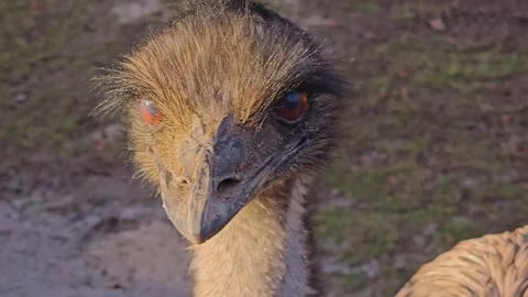 Close up of an Emu head  Stock Footage 264139138