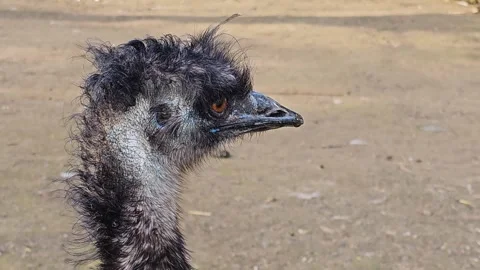 Close up of a Emu head Stock Footage 271523903