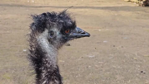 Close up Emu head Stock Footage 271527533