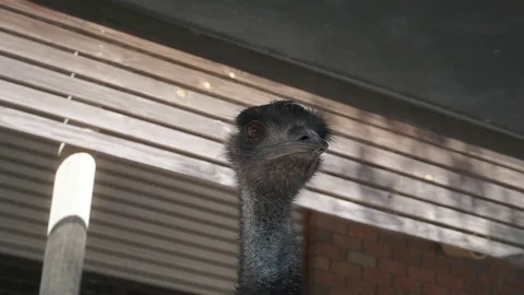Close up of an Emu head staring at the camera Stock Footage 73092423