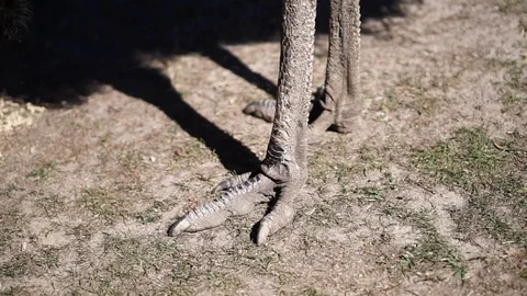 Close up of a Emu leg  standing on the grass Stock Footage 73071694