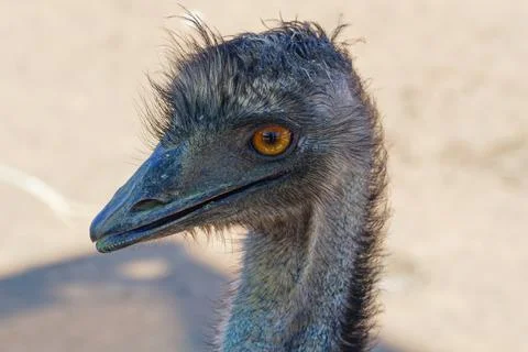 Close up of an Emu looking to the left Foto stock