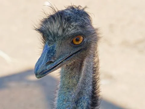 Close up of an Emu looking slightly left and down Stockfoto's