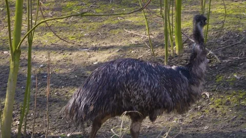 Close up of an Emu in motion Video stock 274578245