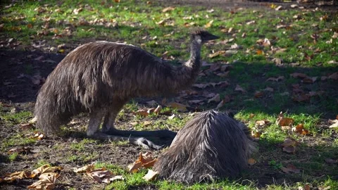 Close up of an Emu resting  Video stock 294934027