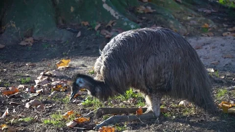 Close up  Emu sitting Stock Footage 294929324
