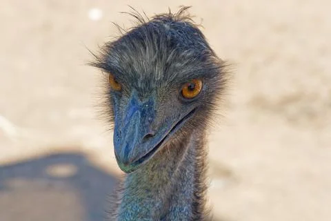 Close up of an Emu staring at the camera Stockfoto's