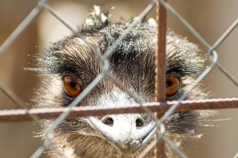 Close-up of emu staring directly at camera through metal fence in outdoor f.. Stock Photos