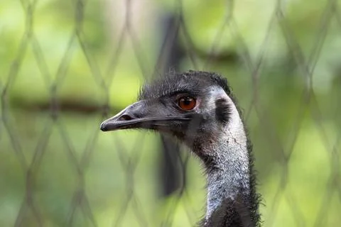 Close up Emu's face Foto stock