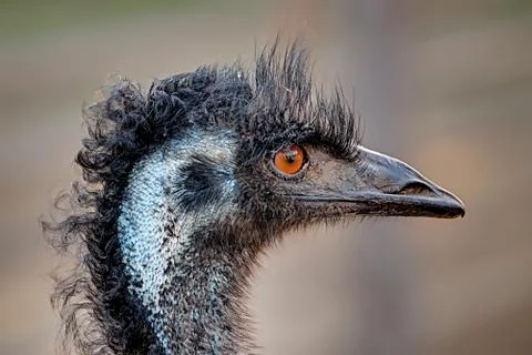 Close-up of an Emu's Head Stock Photos