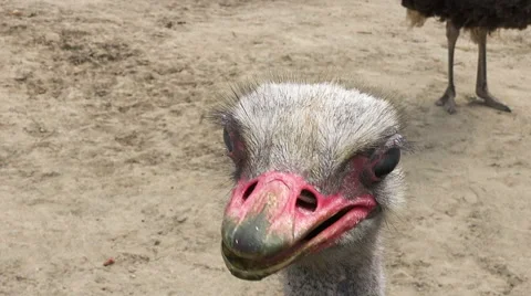 Close up on an emus head,ostrich Stock Footage 40607112