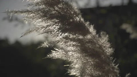 Close up en hierba de las Pampas bailando con el viendo contra luz del sol a Stock Footage 152644888