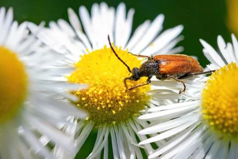 A close encounter with a beetle on a vibrant daisy under the summer sun Stock Photos