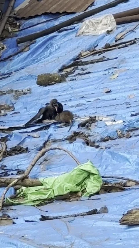 Close Encounter Between Rat and Juvenile Crow Stock Footage 314258911