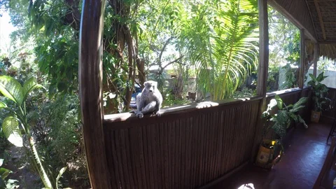 Close encounter with Brown Lemur in Madagascar Stock Footage 94006531