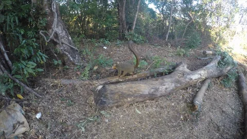 Close encounter with Brown Lemur in Madagascar Stock Footage 94009505