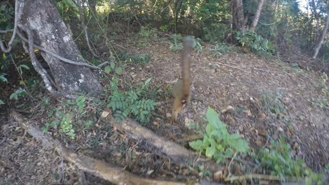 Close encounter with Brown Lemur in Madagascar Stock Footage 94010118
