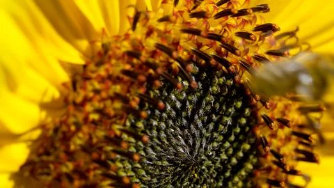 Close encounter with a buzzing bee on a vibrant sunflower blossom Stock Photos