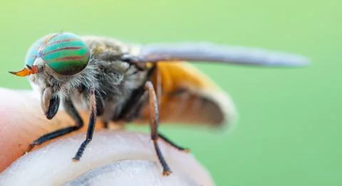 Close Encounter: Capturing an Insect's Bite on Human Skin Stock Photos